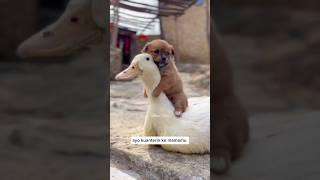 Download lagu The puppy is so cute mp3