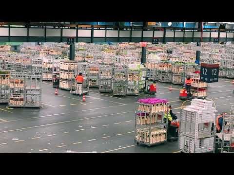 2023_04  Aalsmeer Royal FloraHolland Flower Auction, Amsterdam, Netherlands