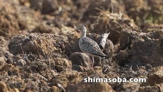 コシャクシギ数を減らすも滞在中(動画あり)