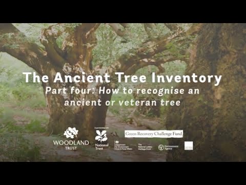 How to recognise an ancient or veteran tree | ATI Part 4