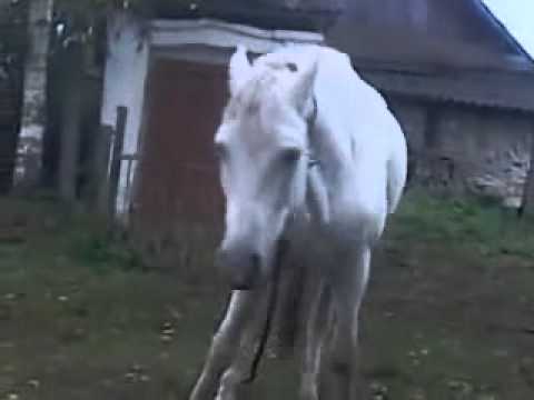 Прикол DJ Конь!!!