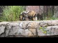 African Painted Dog At Disney S Animal Kingdom