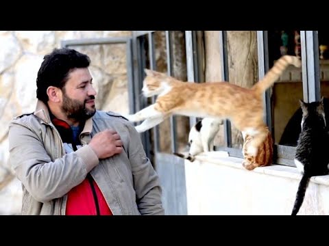 Cat sanctuary in Syrian rebel stronghold