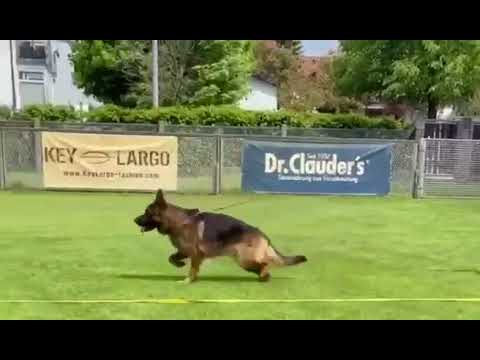 Naldo von Vierhundert Hertz - Bewegung