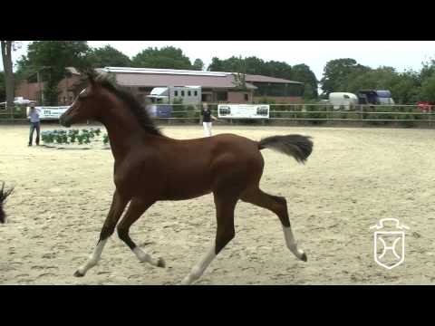 CH077 Stutfohlen von Cannavaru   Casall   Alboretto