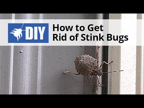  How to Get Rid of Stink Bugs Video 