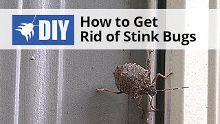 How to Get Rid of Stink Bugs | DoMyOwn.com