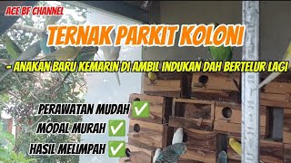 Download lagu Ternak parkit /// usaha sampingan, modal murah, perawatan mudah hasil maksimal mp3