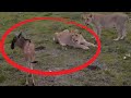 Baby Wildebeest Challenges Lionesses