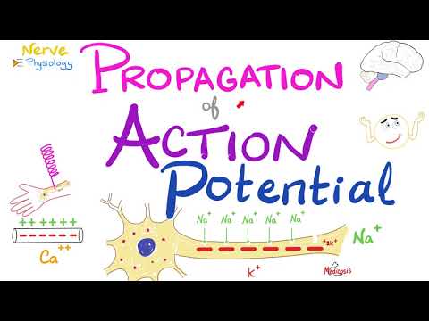 Propagation of the Action Potential - Nerve Excitability - Nerve Physiology Series