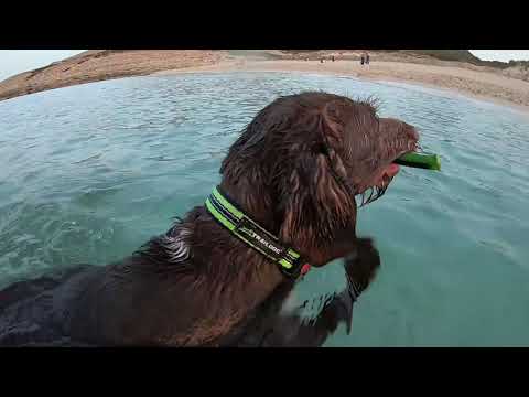 Traildog Summer 2019 with Heider