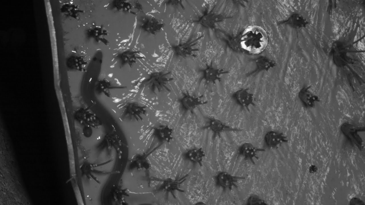 European eel (Anguilla anguilla) elver using an eel, Somerset Levels, England, UK, July.