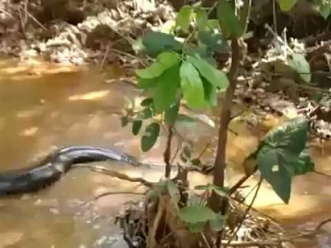 André Mecânico filma Sucuri no Rio dos Carmos