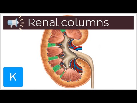 Renal columns | Anatomical Terms Pronunciation by Kenhub