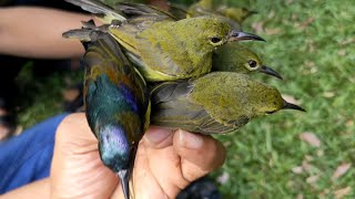 Download lagu PIKAT BURUNG DI MARKAS KOLIBRI MANGGAR mp3