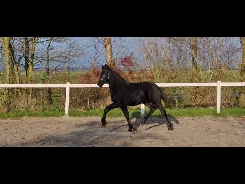 Stal Okkema's Tjalling - Markus x Folkert - Colt - 2022