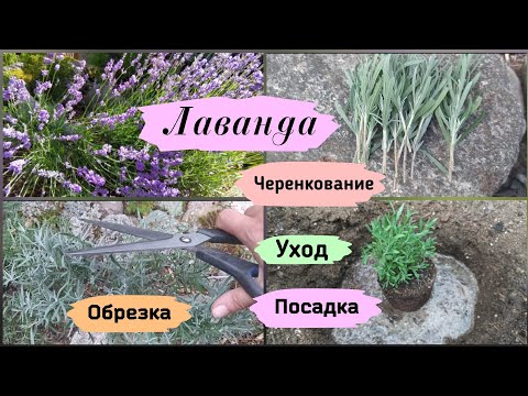 Лаванда. Посадка, уход, обрезка, черенкование.