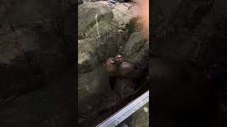 “Cachorros do mar”