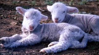 The Lord Is My Shepherd - sung by Keith Green