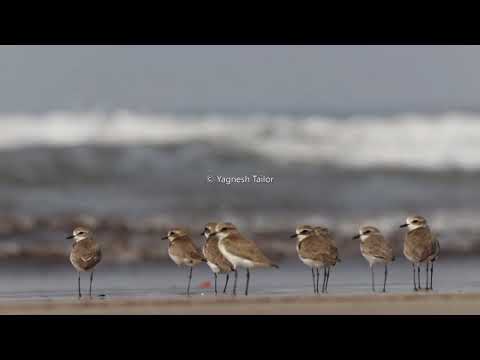Waders.. beautiful water birds on beach.