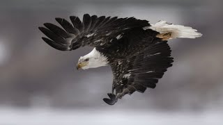 Top 10 Endangered Species Worth Protecting – Help Save Them Today!