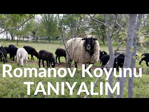 , title : 'Romanov Koyunu'