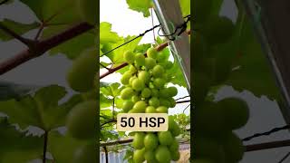 50 HSP #anggur #basanti #heliodor #julian #tamaki #everest