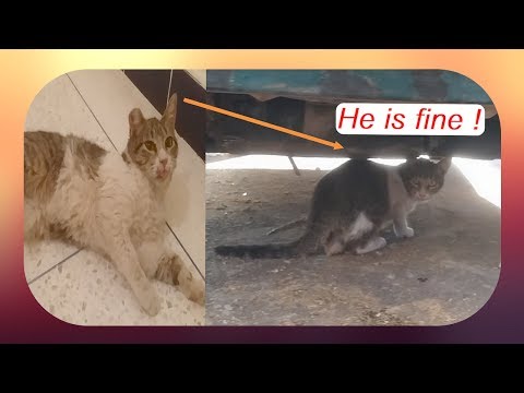 what happened to the poisoned cat (Update Video)