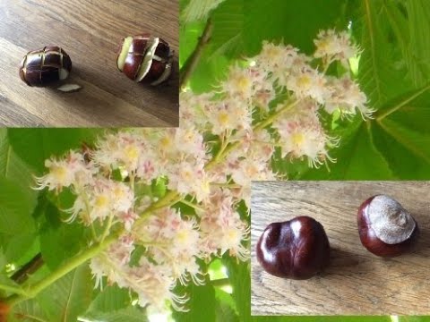 Wofür sind Rosskastanien gut?