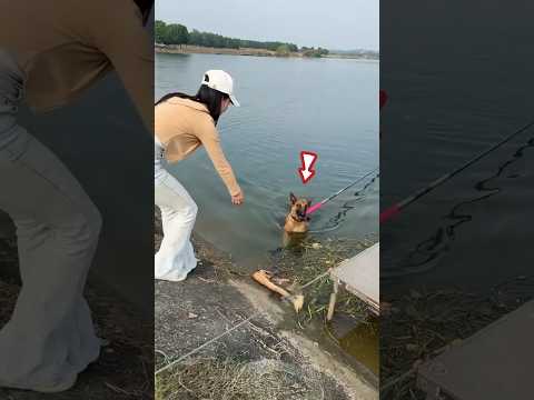 Anjing yang hebat😱 #shorts #fishing #mancing #ikan