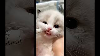 funny cat #cat #funny #funnyvideo #catshorts #fyp #fypシ #fypシ゚viral #catvideos #cute #ytshorts #fun