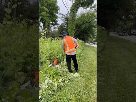 STIHL FS 56 RC-E 16.5 in. Gas Trimmer with Brush Cutter Blade on dense vegetation