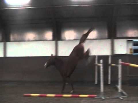 Contendro II x Ircolando