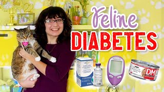 Feline Diabetes | The Cecelia Report