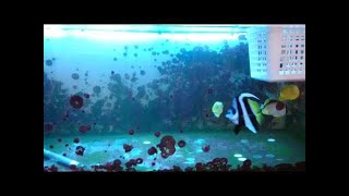 爆殖90cmセミ水槽立ち上げ編　第一弾　BEE　SHRIMP　水槽管理　立ち上げ