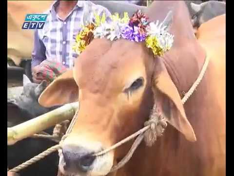 জমেছে রাজধানীর পশুর হাট, দেশী গরুর চাহিদা বেশি