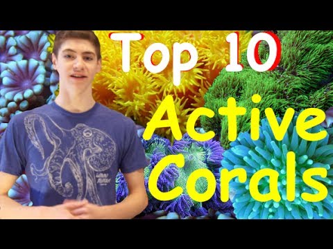 Top 10 Most Active Corals -for Reef Tanks