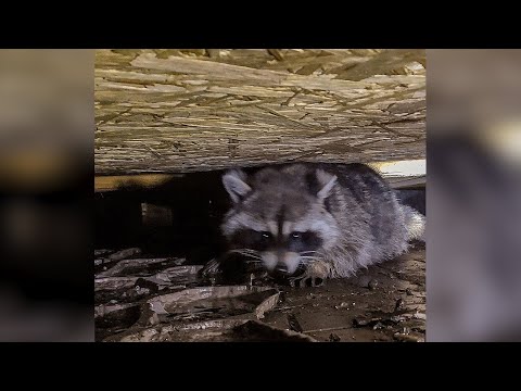 Что-то новенькое для спасателей | Новости Камчатки | Происшествия | Масс Медиа