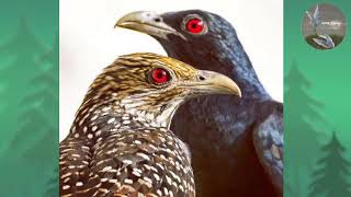 Download lagu Suara pikat burung Tuwu gacor burung yg mempunyai teriakan mistis mp3 Download lagu Suara pikat burung Tuwu gacor burung yg mempunyai teriakan mistis mp3