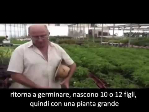 Cura rapida per la potenza Pulizia del corpo potenza