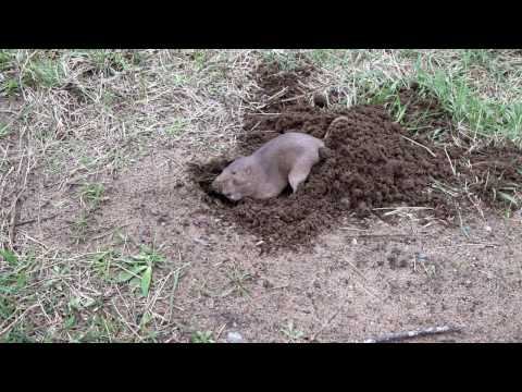Gophers