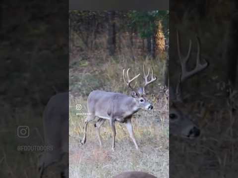 Daniel Arms of @ArmsFamilyHomestead Gets a 2nd Chance! #bigbuck #hunting #bowhunting #archery