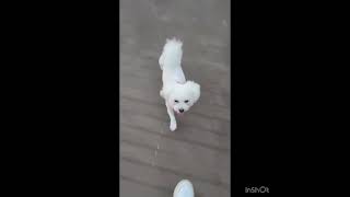 Video preview image #1 Bichon Frise Puppy For Sale in Seattle, WA, USA