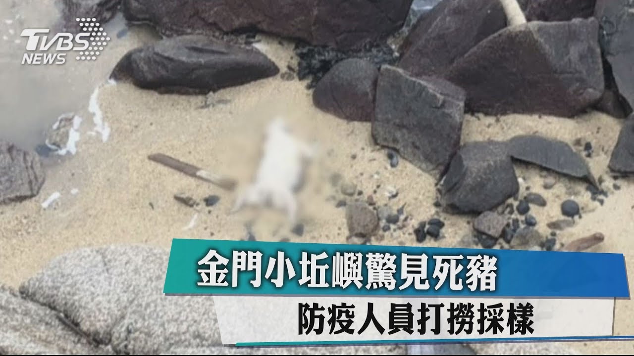 金門小坵嶼驚見死豬 防疫人員打撈採樣