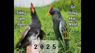 Download lagu Tiếng cúm núm( gà đồng ) nghe là tới mp3