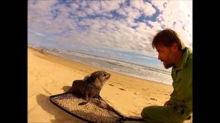 preview picture of video 'Seal Rescue Venus Bay, Cape Liptrap Coastal Park, Victoria, Australia'