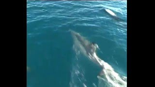 preview picture of video 'Dolphins off West Cork'