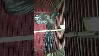 Download lagu Murai Irian/Zeot mp3