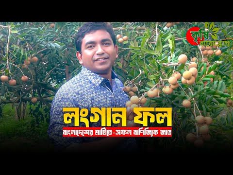 লংগান(Longan)ফল- বাংলাদেশের মাটিতে-সফল বাণিজ্যিক জাত