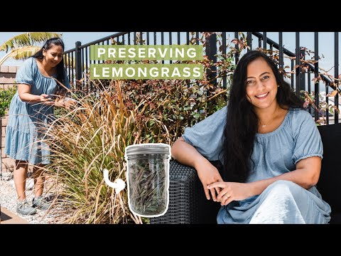 Lemongrass: Harvesting, Pruning, and Preserving For All Year Use | Tips and Techniques